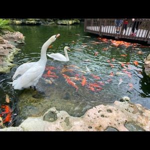 Meet your Posher, Ibis